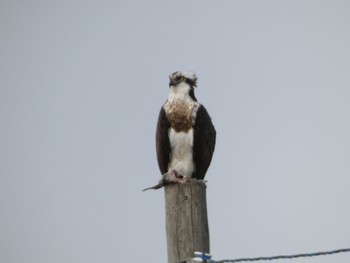 Osprey 佐賀県白石町の干拓地 Sat, 2/11/2023