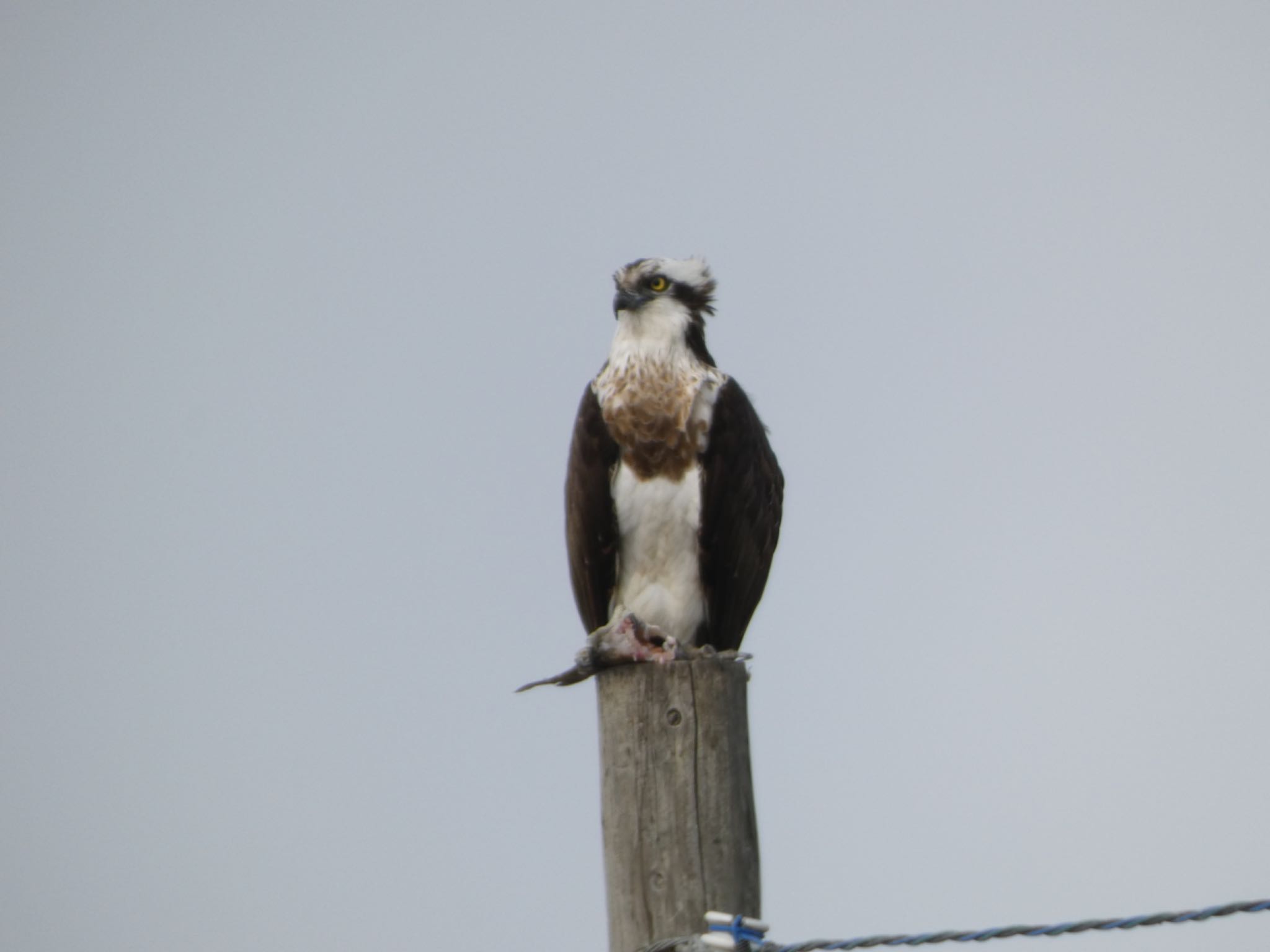 Photo of Osprey at 佐賀県白石町の干拓地 by 頭黒鴎