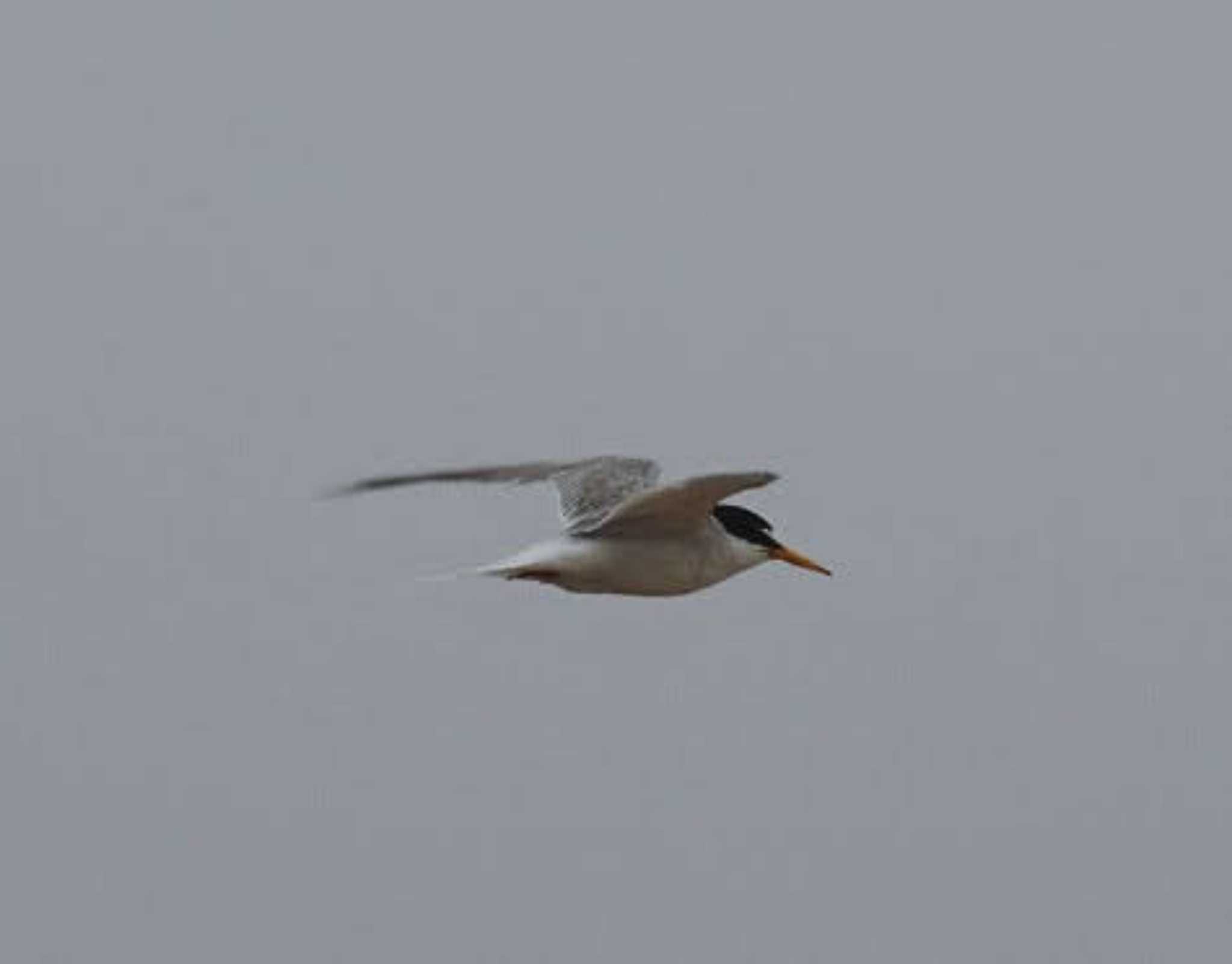 Photo of Little Tern at 舞子 by FujiKen