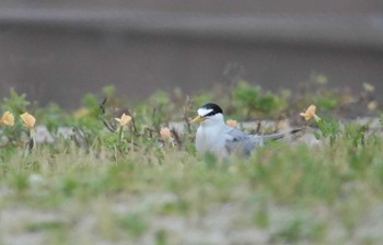 Little Tern 舞子 Fri, 6/30/2023