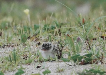 Little Tern 舞子 Fri, 6/30/2023