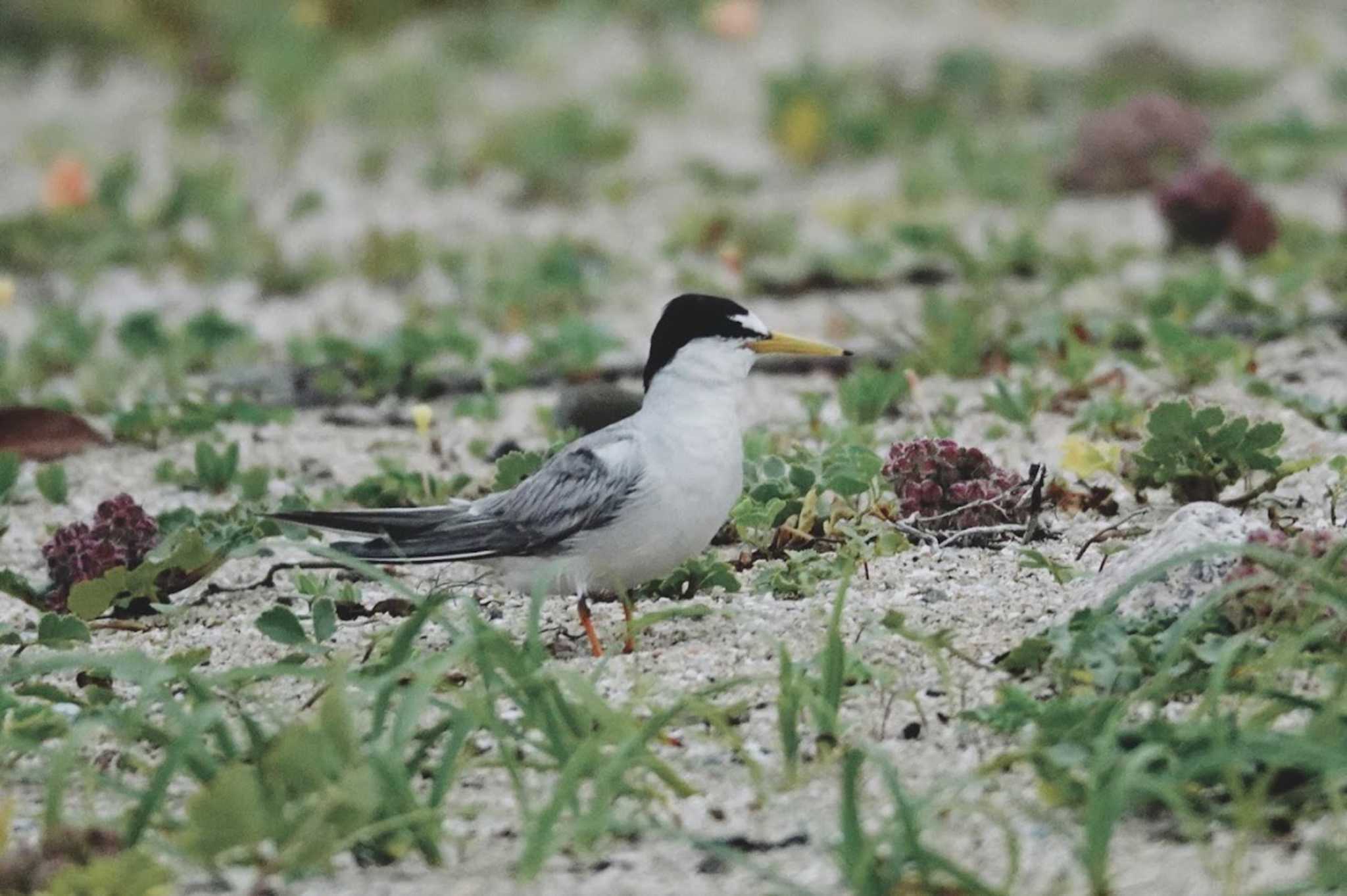 Photo of Little Tern at 舞子 by FujiKen