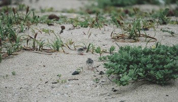 Little Tern 舞子 Fri, 6/30/2023