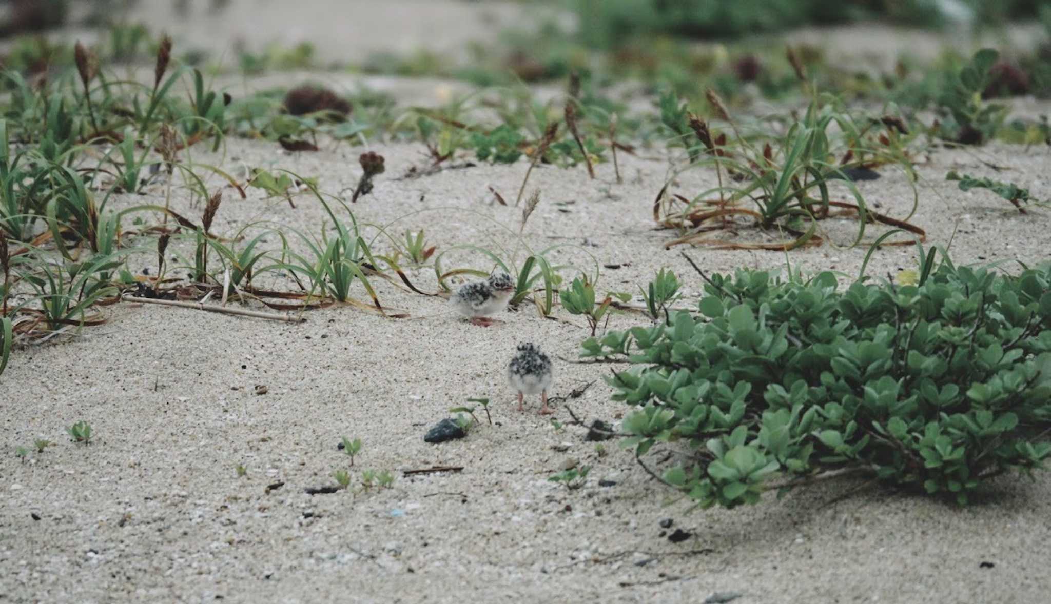 Photo of Little Tern at 舞子 by FujiKen