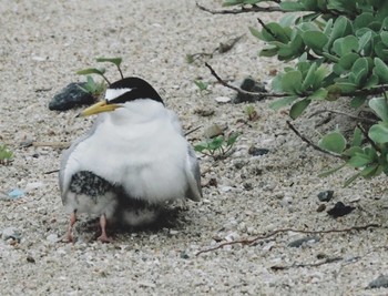 Little Tern 舞子 Fri, 6/30/2023