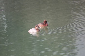 2022年3月10日(木) マイフィールドの野鳥観察記録