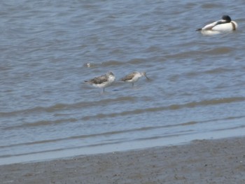 Marsh Sandpiper Daijugarami Higashiyoka Coast Sun, 4/23/2023