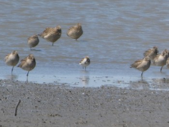 Ruff Daijugarami Higashiyoka Coast Sun, 4/23/2023