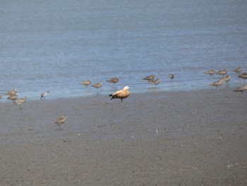 Ruddy Shelduck Daijugarami Higashiyoka Coast Sun, 4/23/2023