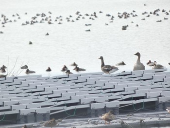 Greater White-fronted Goose 佐賀県白石町の干拓地 Sat, 2/11/2023
