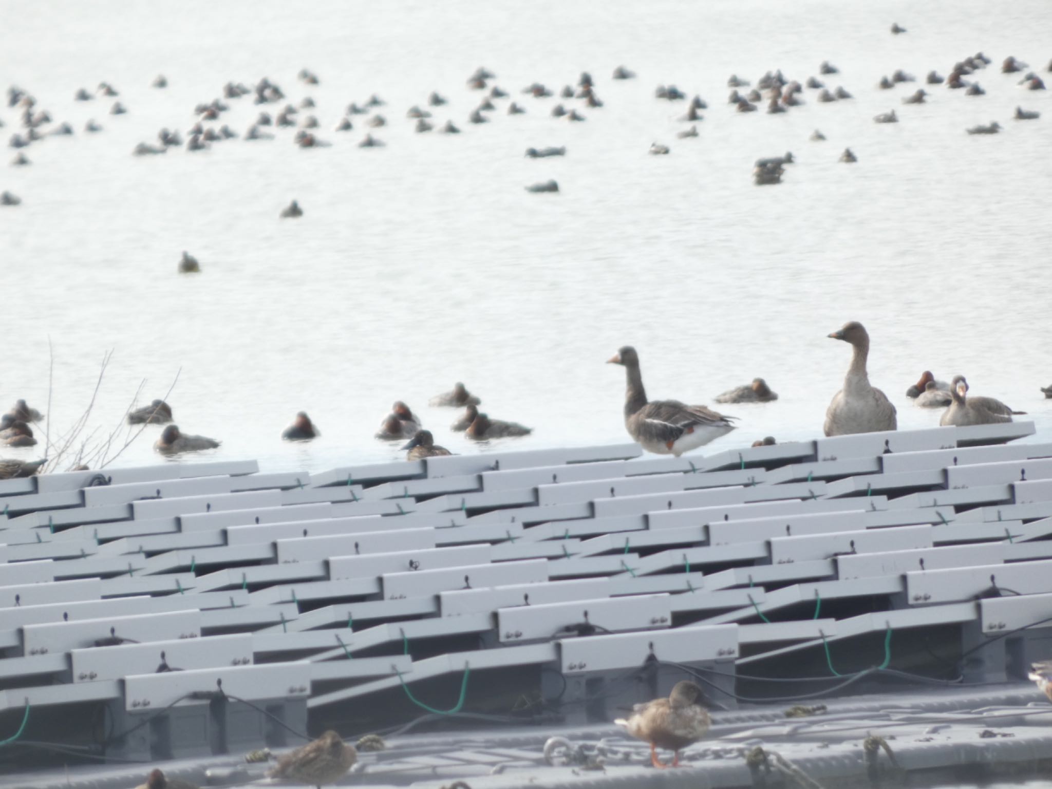 Photo of Greater White-fronted Goose at 佐賀県白石町の干拓地 by 頭黒鴎