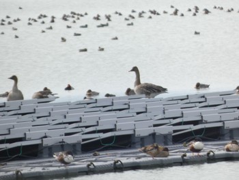 Tundra Bean Goose 佐賀県白石町の干拓地 Sat, 2/11/2023