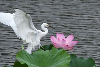 コサギ 場所が不明 2018年8月6日(月)