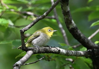 Warbling White-eye 武田の杜 Sun, 7/2/2023