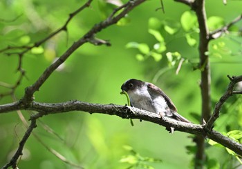 Long-tailed Tit 武田の杜 Sun, 7/2/2023