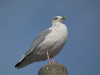 Vega Gull 曽根干潟(曾根干潟) Sun, 11/27/2022