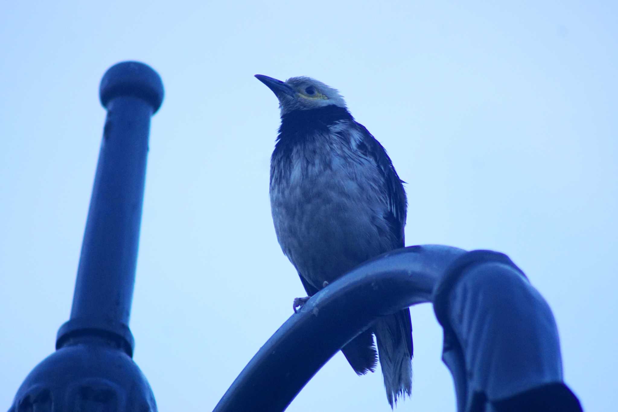 台湾 台北の そこら辺の公園 クビワムクドリの写真