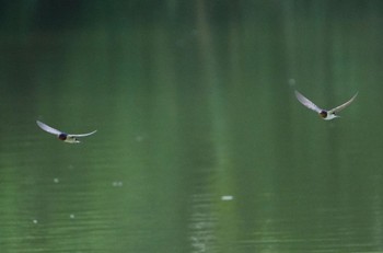 2023年7月2日(日) 千里南公園の野鳥観察記録