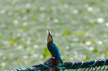 カワセミ 千里南公園 2023年7月2日(日)