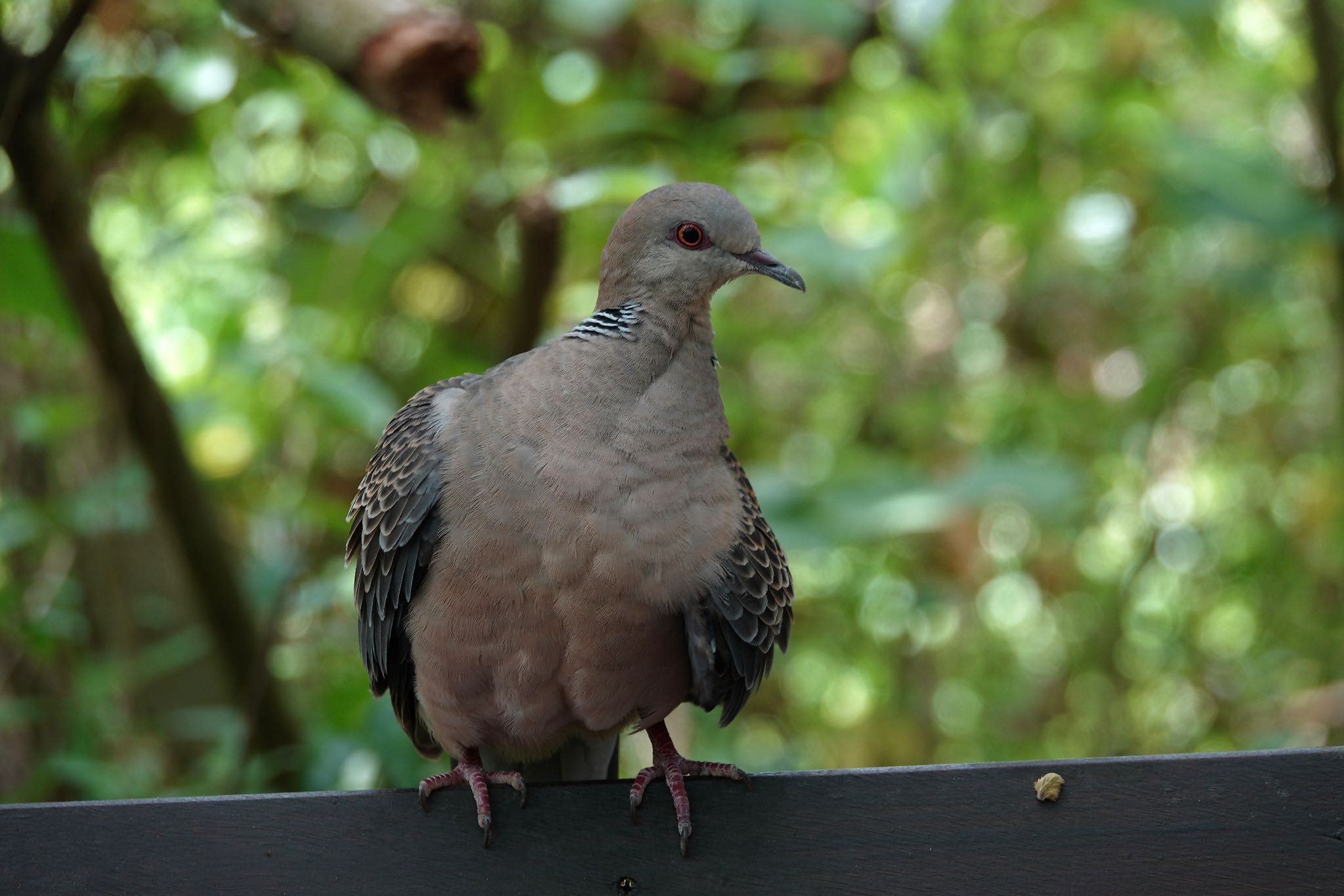 関渡自然公園 キジバトの写真 by のどか