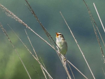 Black-browed Reed Warbler JGSDF Kita-Fuji Exercise Area Sun, 7/2/2023