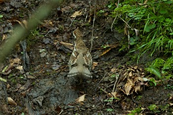 Hazel Grouse 浦河 Sun, 7/2/2023