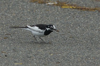 White Wagtail 浦河 Sun, 7/2/2023