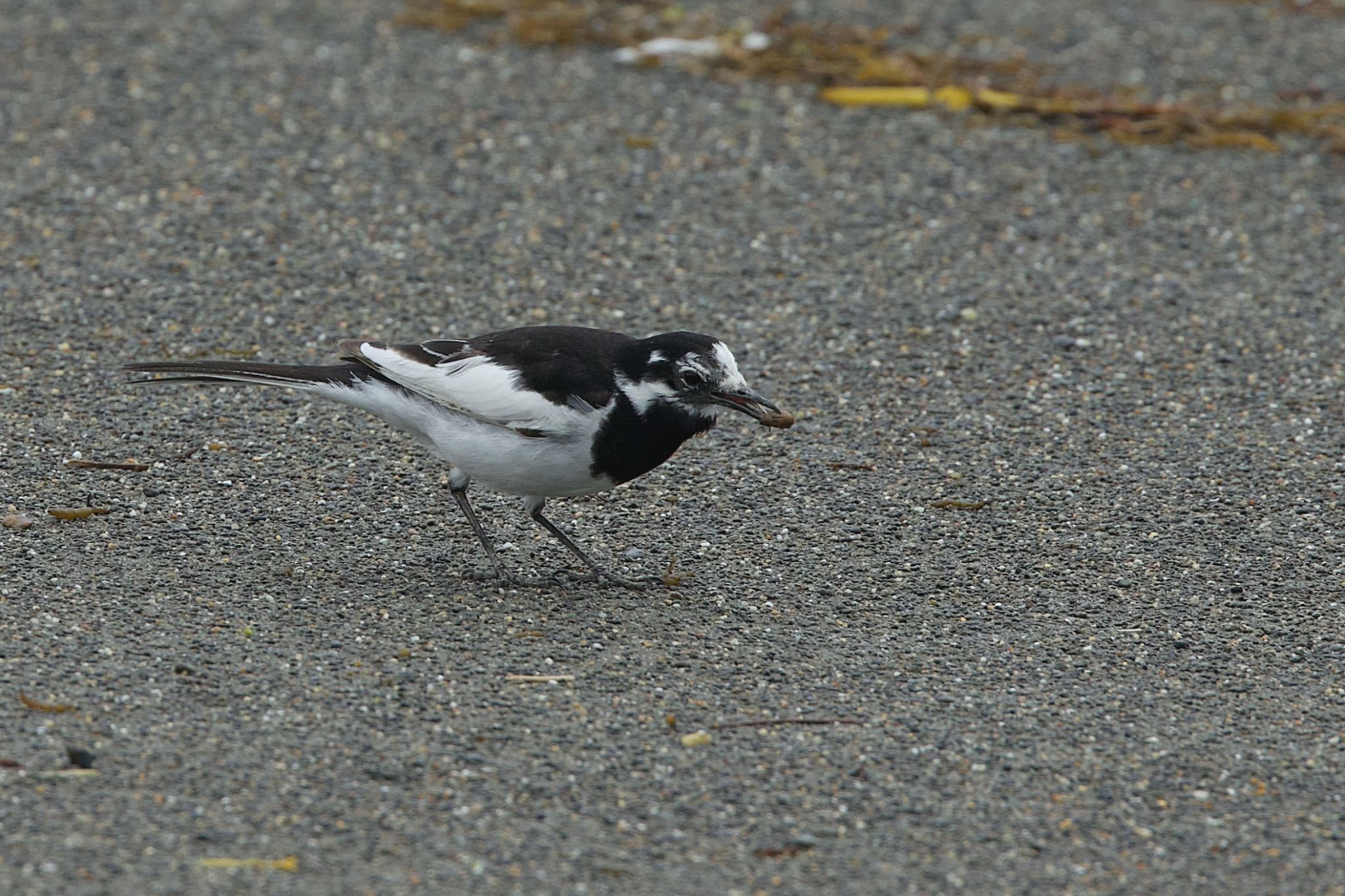 White Wagtail