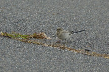 White Wagtail 浦河 Sun, 7/2/2023