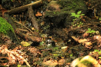 クロツグミ 場所が不明 2018年8月4日(土)