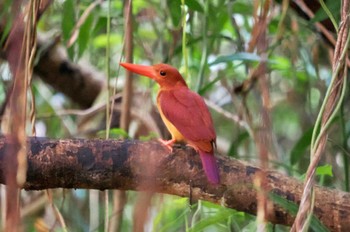 Ruddy Kingfisher(bangsi) Miyako Island Sat, 7/1/2023