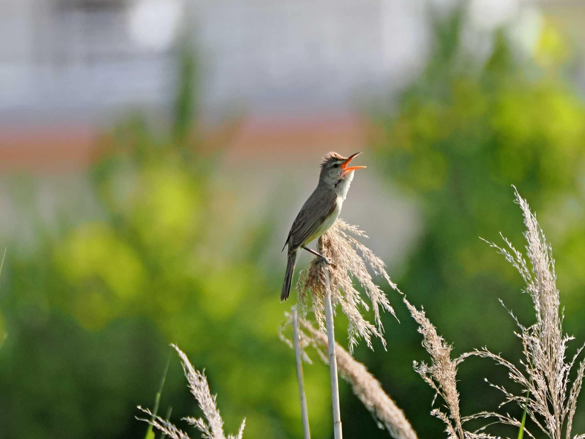 閖上 オオヨシキリの写真