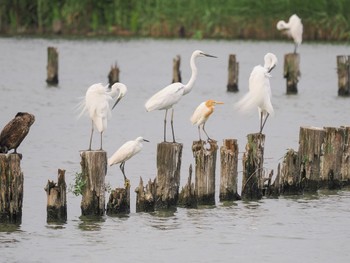 アマサギ 伊佐沼 2023年6月24日(土)