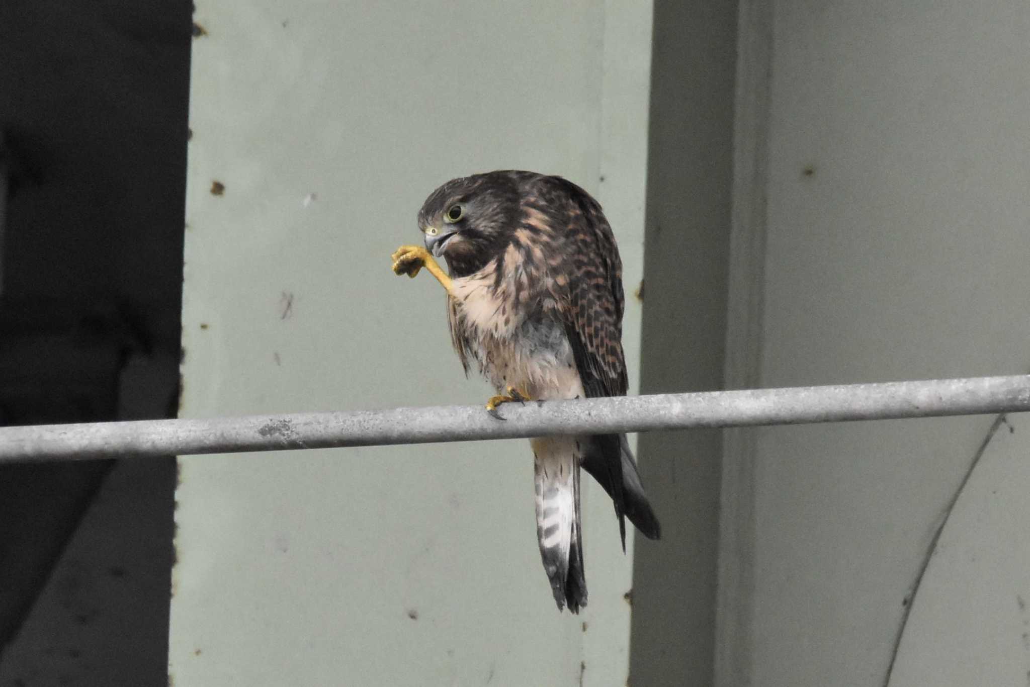 チョウゲンボウ幼鳥