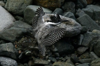 Crested Kingfisher Unknown Spots Unknown Date