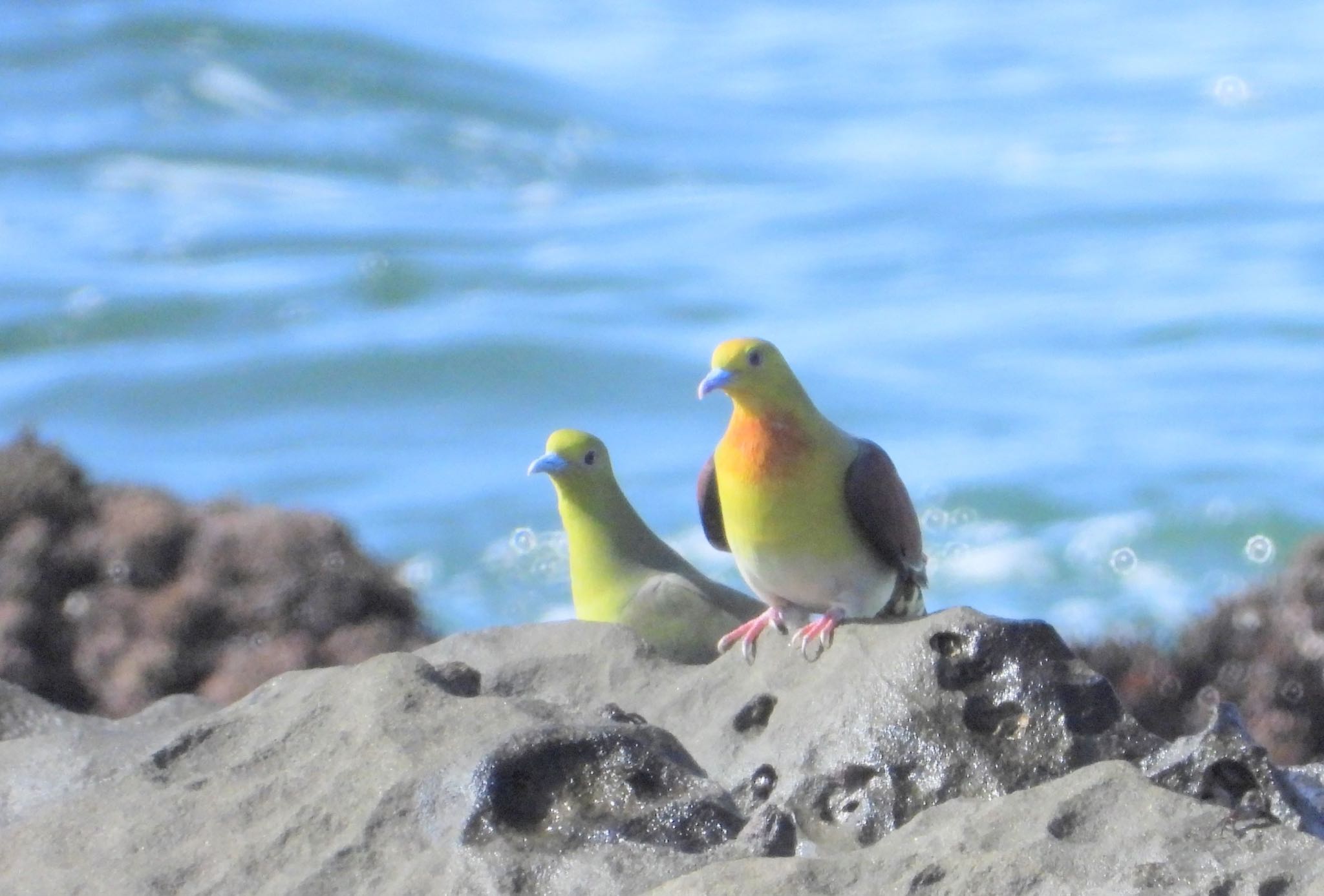 大磯照ヶ崎海岸 アオバトの写真 by biglife_birds