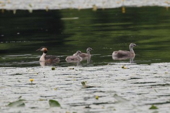 カンムリカイツブリ 北海道　七飯町　大沼公園 2023年7月2日(日)