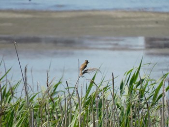 Oriental Reed Warbler 多摩川河口 Sun, 7/2/2023