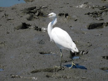 Little Egret 多摩川河口 Sun, 7/2/2023