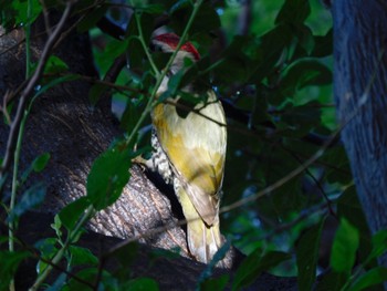 Japanese Green Woodpecker Higashitakane Forest park Sun, 7/2/2023
