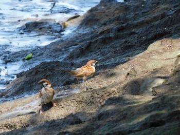 Eurasian Tree Sparrow 多摩川河口 Sun, 7/2/2023