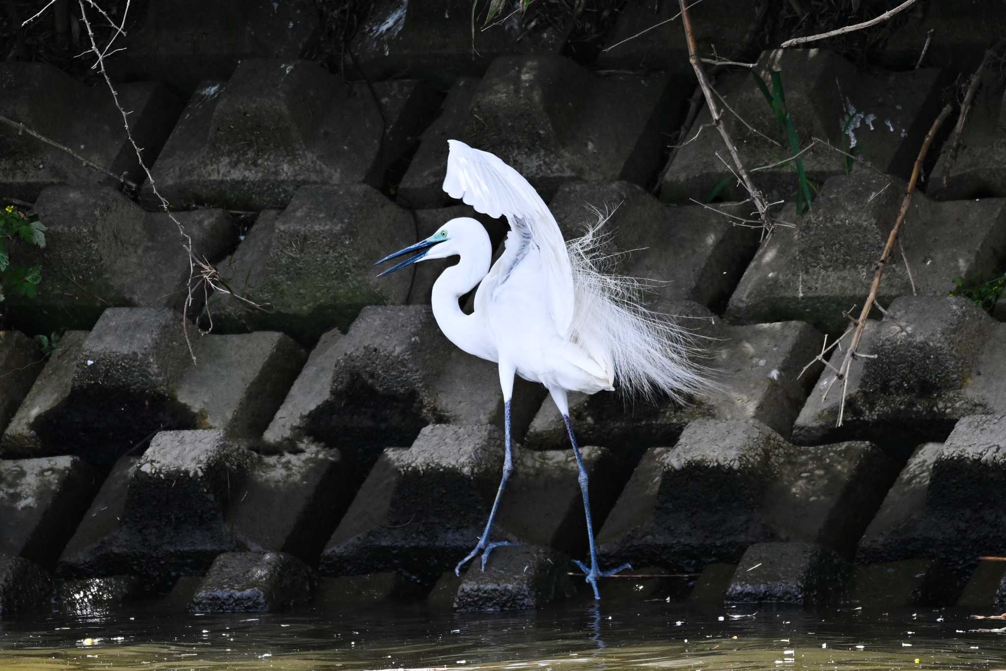 埼玉県 チュウダイサギの写真