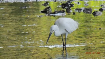 コサギ 葛西臨海公園 2023年7月2日(日)