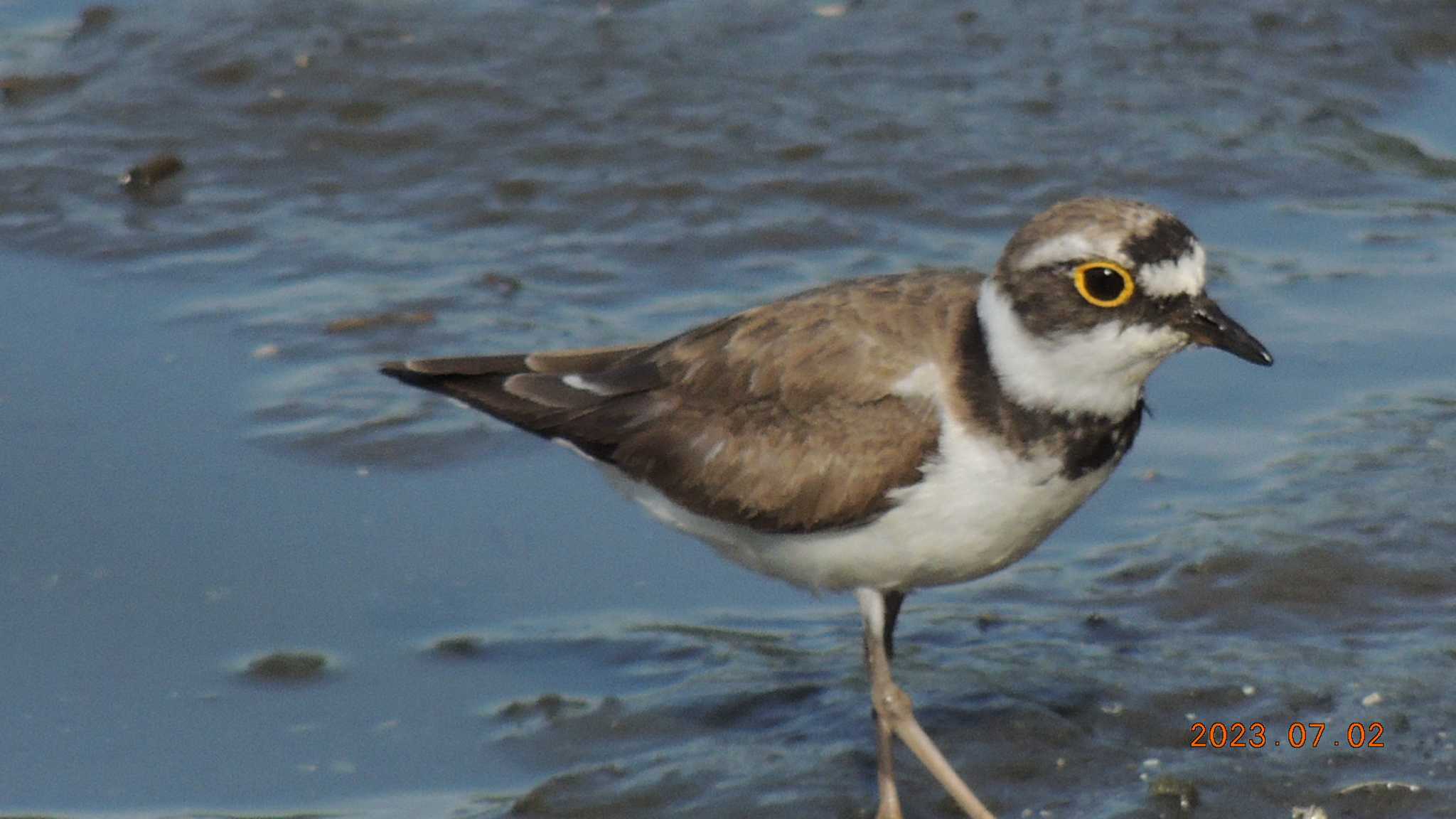 葛西臨海公園 コチドリの写真