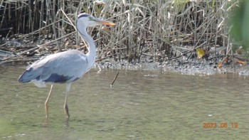 アオサギ 葛西臨海公園 2023年6月19日(月)