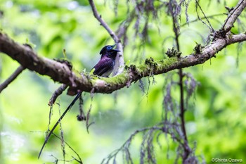 Black Paradise Flycatcher 鎌北湖 Sun, 7/2/2023