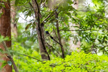 Black Paradise Flycatcher 鎌北湖 Sun, 7/2/2023