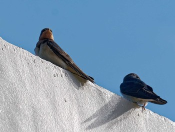 Barn Swallow 小柴自然公園 Sun, 7/2/2023