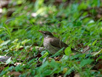 White-cheeked Starling Nagahama Park Sun, 7/2/2023