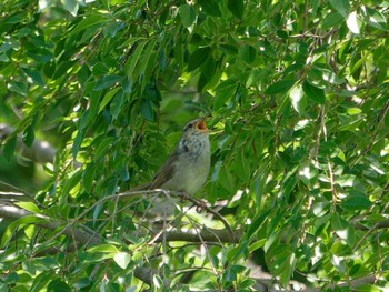 Japanese Bush Warbler Nagahama Park Sun, 7/2/2023